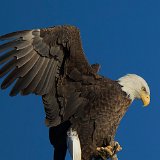 11SB8515 American Bald Eagle